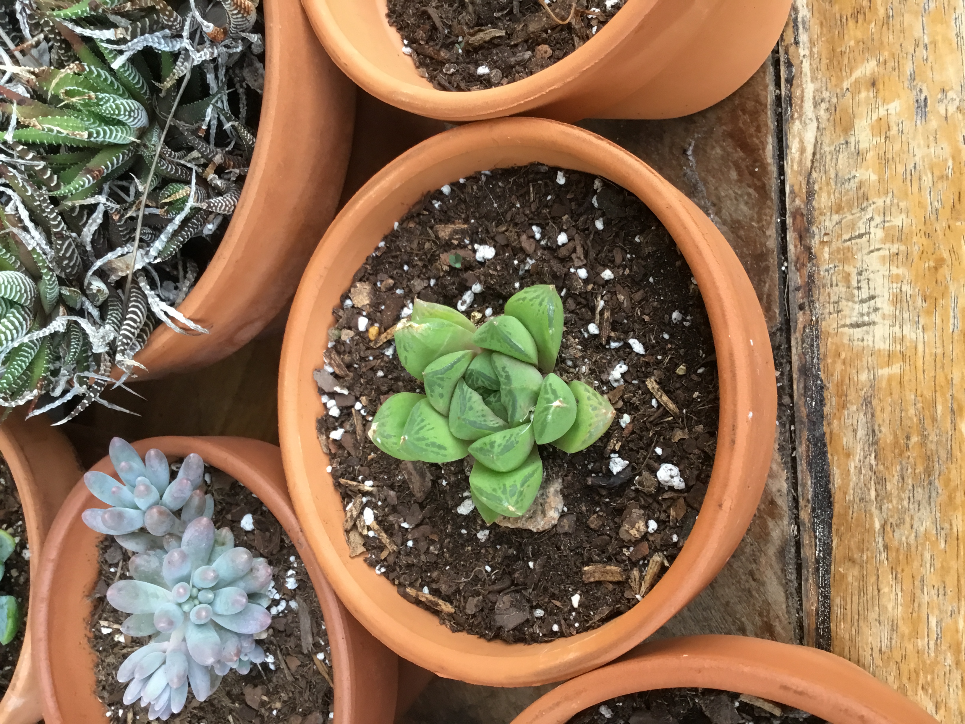 Haworthiopsis cuspidata.jpg